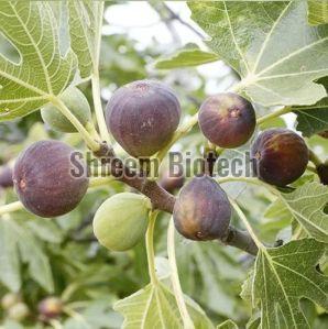 Fig Plants