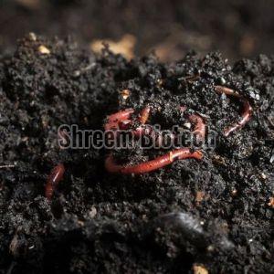 Vermicompost Khad