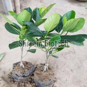 Vietnam Pink Jackfruit Plant