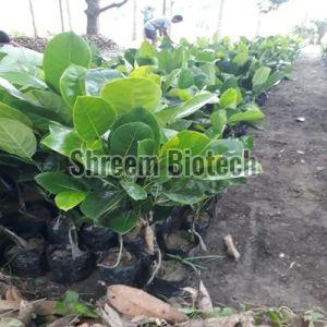 Jackfruit Plants