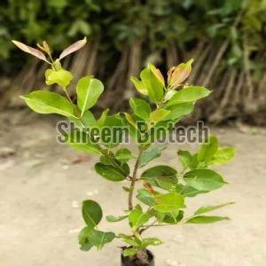 White Jamun Plant