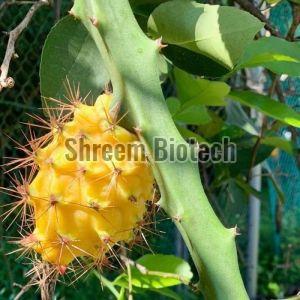 Dragon Fruit Plants