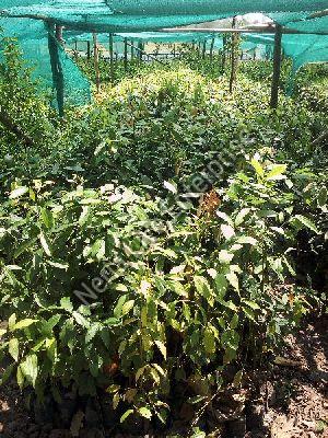 Cinnamon Plant