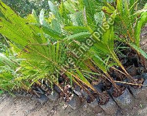 Dwarf Coconut Plant