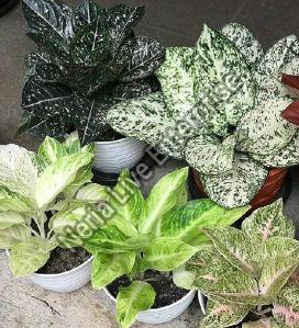 Aglaonema Plant