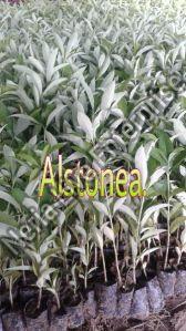 Alstonia Plant