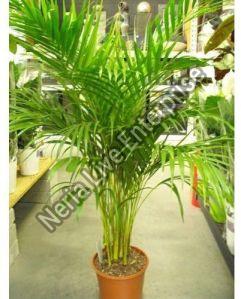 Areca Palm Tree