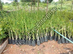 Bamboo Balccoa Plant