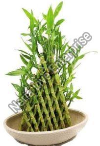 Bamboo Plant