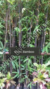 Black Bamboo Plant