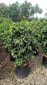 Black Ficus Plant