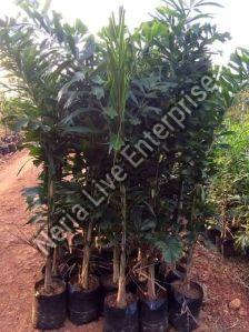 Bottle Palm Plant