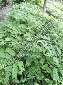 Cassia Javanica Plant