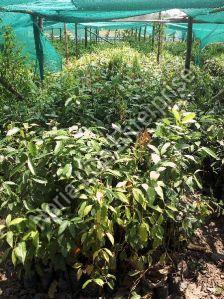 Cinnamon Plant