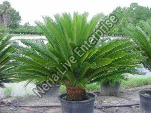 Cycas Plant