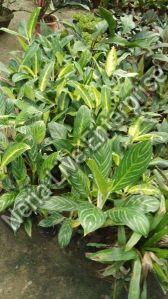 Dieffenbachia Plant