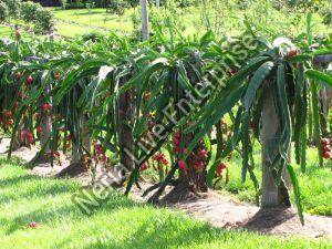 Dragon Fruit Plant