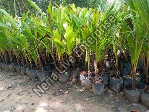 Dwarf Coconut Plant