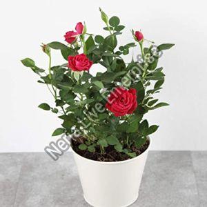 English Rose Plant