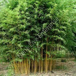 Golden Bamboo Plant