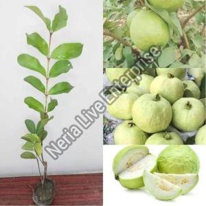 Guava Plant