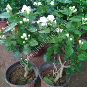 Jasmine Plant