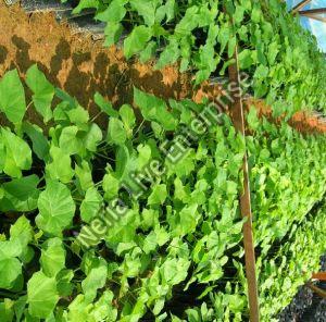 Jatropha Curcas Plant