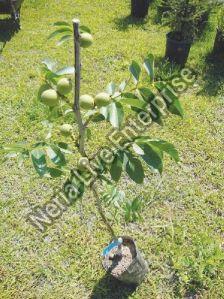 Juglans Regia Plant