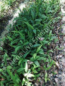 Large Cardamom Plant