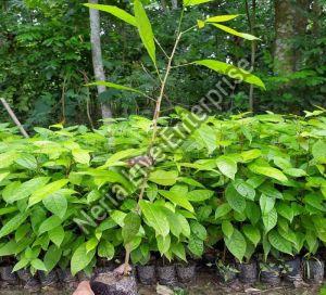 Mahogany Plant