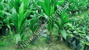 Palm oil plant