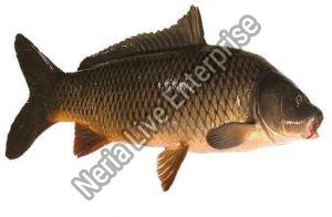 Rahu Fish