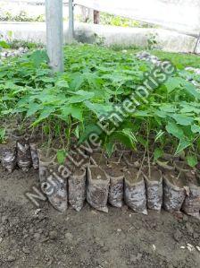 Red Lady Papaya Plant