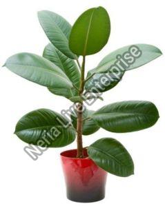 Rubber Plant