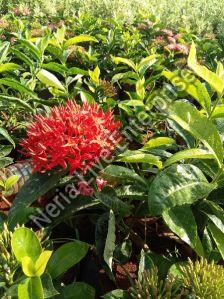 Singapore Ixora Plant