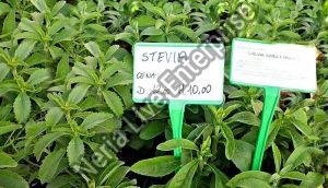 Stevia Plant