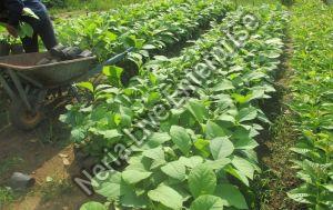 Tissue Culture Teak Plant