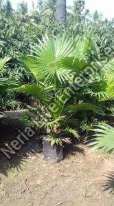 Umbrella Palm Plant