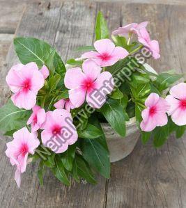 Vinca Plant