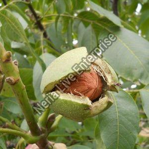 Walnut Plant