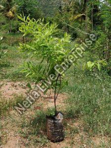 White Sandalwood Plant