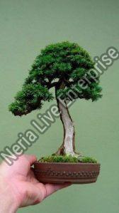 Yew Bonsai Trees