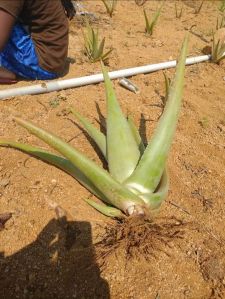 Aloe Vera Leaf