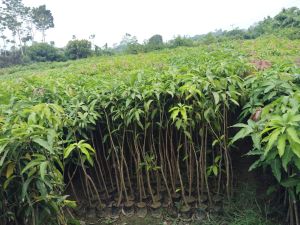 Mango Plants