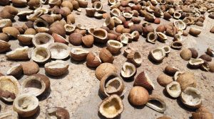 Dried Coconut