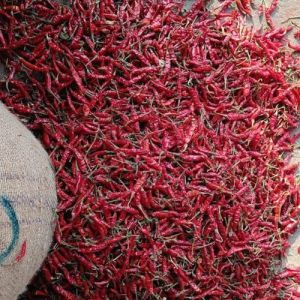 Dried Red Chilli