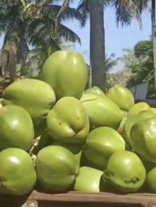 Green Tender Coconut