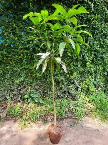 Amrapali Mango Plants