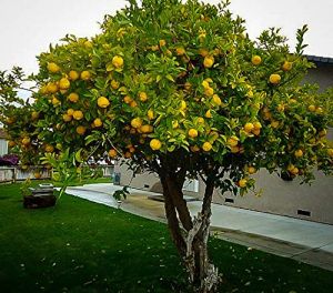 Eureka Lemon Plants