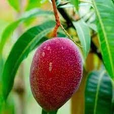 Fresh Chakapat Mango